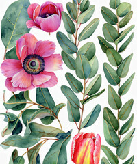 Watercolor botanical illustration of eucalyptus, tulip, peony, anemone flowers and leaves. Natural objects isolated on white background
