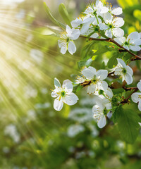 Spring background with white blossoms and sunbeams in front of a wooden table