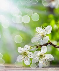 Spring background with white blossoms and sunbeams in front of a wooden table