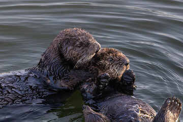 Closeup of pair of sea otters (Enhydra lutris) Floating in ocean on the California coast. Looking to the side. 
