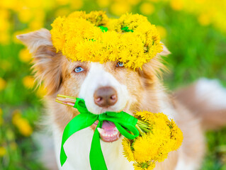 Blue-eyed red border collie dog wearing a wreath of dandelions on his head holding a bouquet of yellow dandelions in his teeth