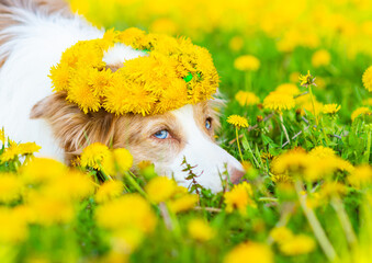 A dog lying on a field with yellow dandelion flowers with a wreath of dandelions on his head looking over the grass into the camera. Summer vibe. Summer happiness concept