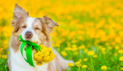 A dog holding a bouquet of dandelions on a summer day against the background of a field of flowers, closing her eyes with happiness. Summer joyful vibe