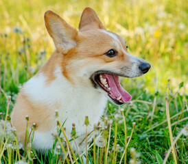 Red-haired corgi dog for a walk in a summer park lying in a field with white dandelions