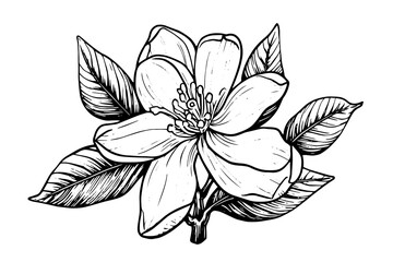 Hand drawn magnolia flower ink sketch. Engraving style vector illustration. - obrazy, fototapety, plakaty