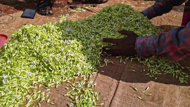 Closeup of pile of fresh harvested jasmine flowers being grouped for weighing