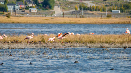 Panoramic view over colony of Rosy Flamingos at Calafate town, at the Nimez Bird Reserve, Patagonia, Argentina, early Autumn time.