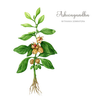 Ashwagandha plant watercolor illustration. Hand drawn Withania somnifera medicinal plant botanical realistic image. Ashwagandha herb stem with leaves and roots element. Isolated on white background