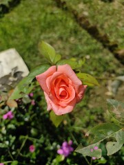 Pink Rose in Garden.