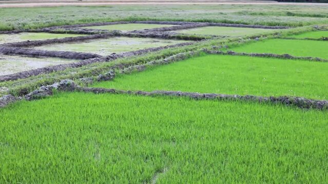 Agricultural fields with new rice crop