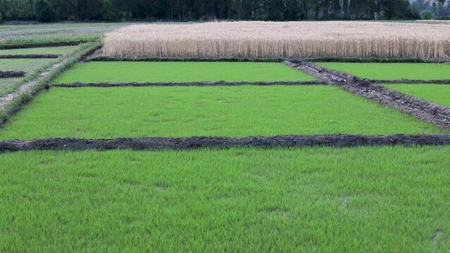 Rice seedlings germinating in the fields