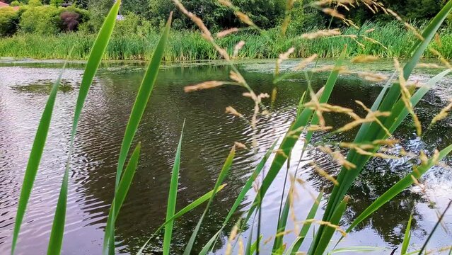 4K 60FPS View of Small City Pond, Looking Through the Reed and Cattail, Wonderful Fishing Water