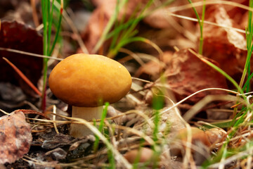 Mushroom with yellow cap is growing in the wood in grass and leaves.