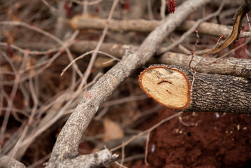 Close-up view of the pile of old and dry wood and branches reveals the intricate textures and patterns formed by years of exposure to the elements.