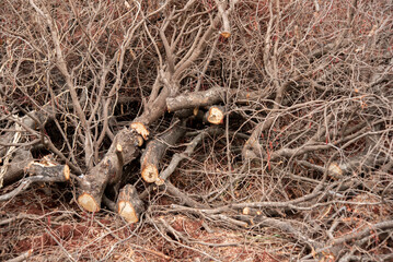 Pile of wood and branches tells a story of natural decay and transformation.