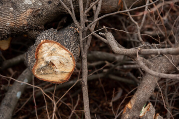 Close up view the weathered appearance of the wood and branches adds a touch of rustic charm and character to the scene.
