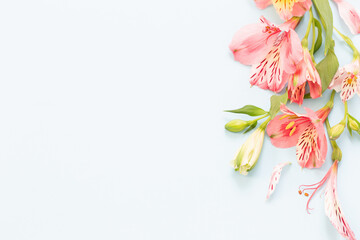 alstroemeria flowers on white ackground