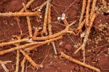 Dry and old twig rests quietly on the soil, a symbol of nature's continuous cycle of growth and renewal.