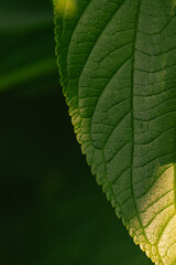 green leaf detail