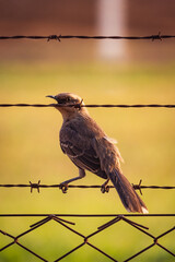 bird on a fence
