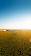 Sunflower field concept panoramic image. aerial high res panorama photo over a big sunflower...