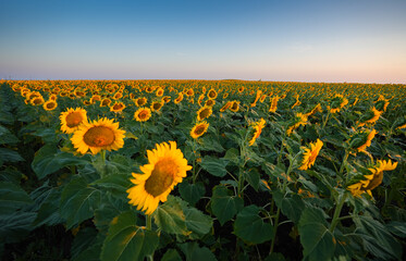 Wide angle photo with a big field of sunflower plants in the morning sunrise light. Sunflower...