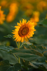 Sunrise over a sunflower field farm. Photo with the beautiful morning landscape over a big field of sunflower plants.