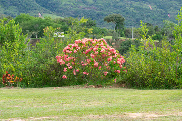 flowers in the garden