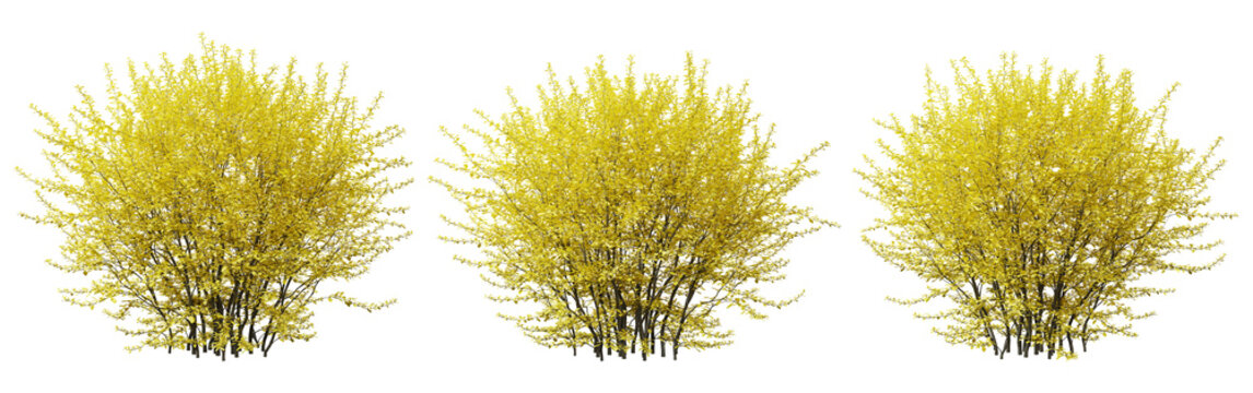 Berberis thunbergii bush plant on transparent background, 3d render.