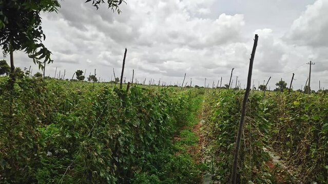 A wide shot of rows of gherkin plantations or farming in the field