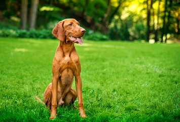 Naklejka na ściany i meble The dog of the Hungarian Vizsla breed is sitting on the green grass on the background of the park. The dog opened its mouth and looks away. The photo is blurred.