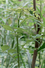 close up of plant