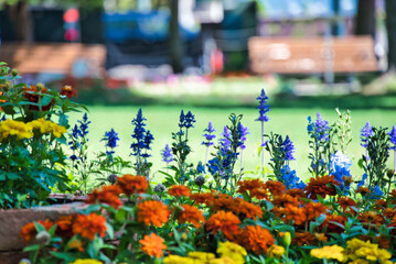 Flowers in Odori Park, Sapporo, Hokkaido, Japan.