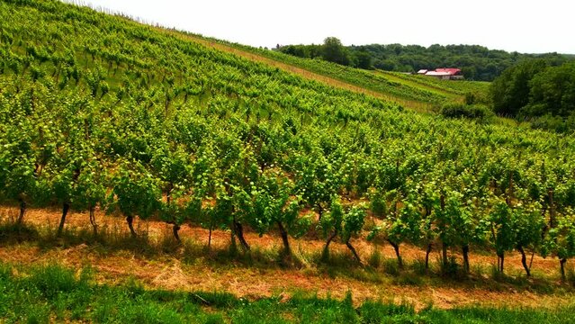 Aerial 4K drone footage of vineyards in Prlekija region in Slovenia. Filmed in the summer time during the day. This region is known for its rolling hills, winemaking, rich heritage and finest wine.