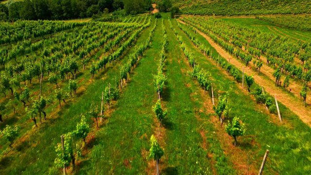 Aerial 4K drone footage of vineyards in Prlekija region in Slovenia. Filmed in the summer time during the day. This region is known for its rolling hills, winemaking, rich heritage and finest wine.