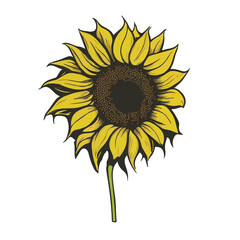 A vintage-style outline illustration of a sunflower, capturing the essence of nature's beauty in a garden during spring, classic yellow petals and botanical charm of this beloved flower.