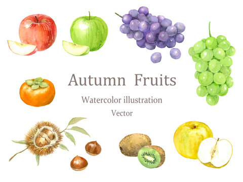 水彩で描いた秋のフルーツのイラストセット　ベクター