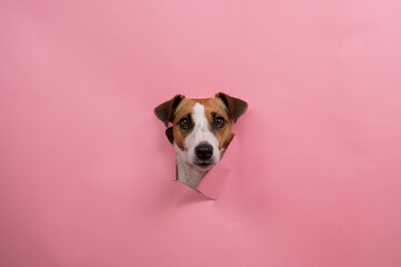 Funny dog jack russell terrier tore pink paper background. 