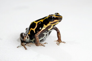 Fototapeta premium Amazonian Poison Frog // Bauchflecken-Baumsteiger (Ranitomeya ventrimaculata)