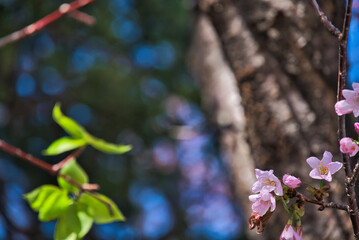 Cherry blossoms in Otaru, Hokkaido, Japan.