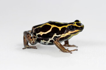 Amazonian Poison Frog // Bauchflecken-Baumsteiger (Ranitomeya ventrimaculata)
