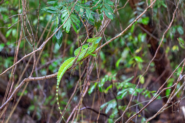 Plumed green basilisk (Basiliscus plumifrons), sitting on branch protruding from water, rainy tropical weather with raindrops in water. Refugio de Vida Silvestre Cano Negro, Costa Rica wildlife .