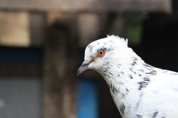 Dove sitting on dry grass in nature against blurred background during daytime Poses of Pigeon