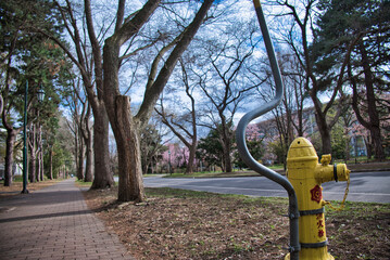 A view of Hokkaido University in Sapporo, Hokkaido, Japan.