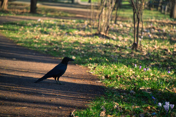 A view of Hokkaido University in Sapporo, Hokkaido, Japan.