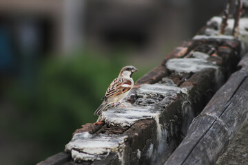 Sparrow bird perched on the Brick. House sparrow female songbird (Passer domesticus) sitting singing on brown wood branch with yellow gold sunshine negative space background. Sparrow bird wildlife.