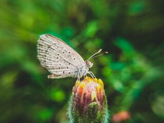 Pale Grass Blue butterfly on flower, at brahmanbaria, Bangladesh