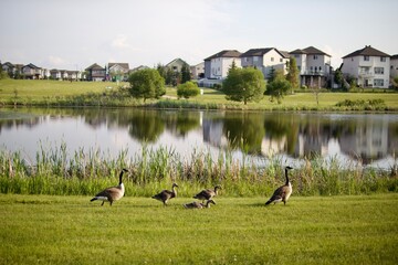 family of ducks walking next to an artificial lake located in urban areas of Canada
