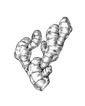 hand drawn illustration of a ginger