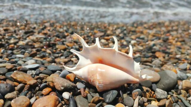 A sea shell lies on the seashore